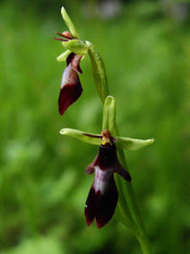 Ophrys insectifera